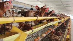 APFA Dirikan Research Farm Terbaik di Asia