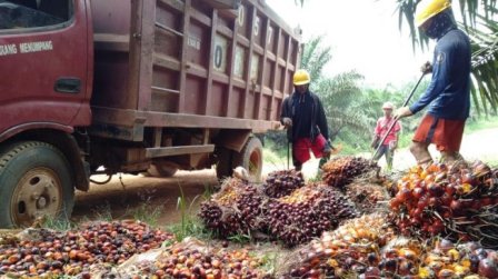 Produksi Sawit di 2020 Diprediksi Turun Imbas Kemarau Panjang Tahun Lalu