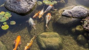 Budidaya Ikan Aquaponik: Ini Cara Pilih Benih Ikan yang Sehat Budidaya Ikan Aquaponik: Ini Cara Pilih Benih Ikan yang Sehat