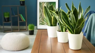 8 Tanaman Pengusir Ular yang Ampuh dan Bisa Mempercantik Rumah