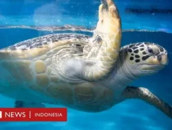 Sadis, Puluhan Penyu Hijau Mati Ditikam dan Disayat di Jepang
