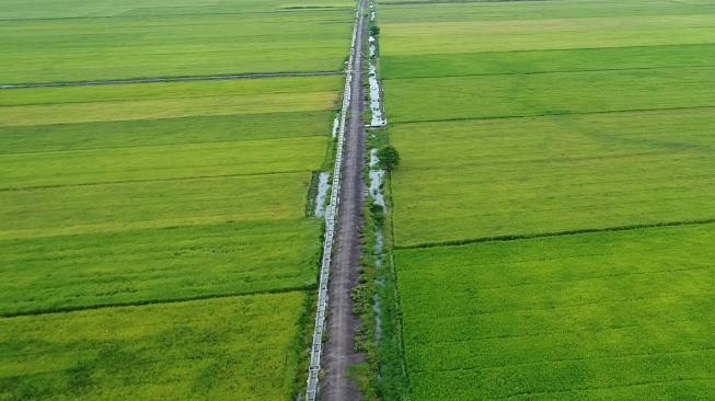 Penghasilan Menjanjikan, Kementan Ajak Anak Muda Jadi Petani Milenial