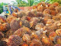 Pengamat Nilai Kebijakan Larangan Ekspor CPO Perlu Buat Jaga Stok Minyak Goreng