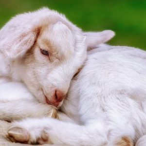 Shio Hari Ini, 3 Februari 2021: Kambing, Pikirkan Investasi di Masa Depan
