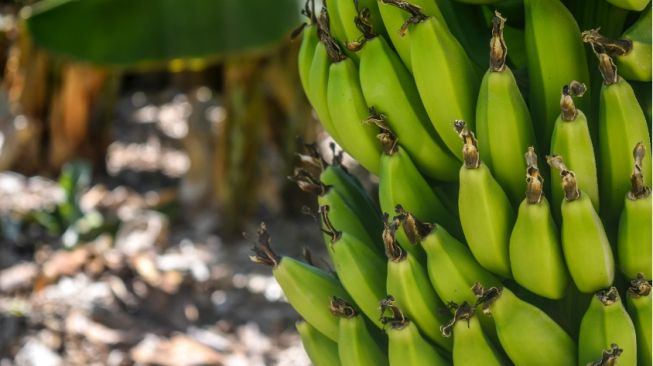4 Manfaat Pisang Mentah Bagi Kesehatan