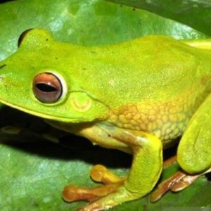 LIPI Temukan Spesies Katak Baru di Area Freeport, Diberi Nama Lubis