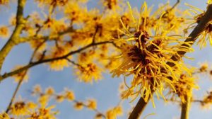 Dipakai Banyak Produk Skincare, Ternyata Ini Manfaat Witch Hazel