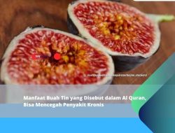 Manfaat Buah Tin yang Namanya Disebut dalam Al Quran, Bisa Mencegah Penyakit Kronis