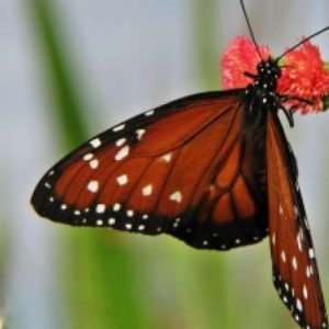 Metamorfosis Sempurna: Proses dan Contohnya