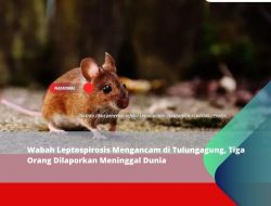 Wabah Leptospirosis Mengancam di Tulungagung, Tiga Orang Dilaporkan Meninggal Dunia