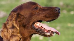 Mewaspadai Ancaman Rabies: Gejala, Pencegahan, dan Langkah Cepat Menyelamatkan Nyawa