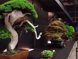Cara Menanam Pohon Bonsai: Keindahan Alami dalam Ukuran Kecil