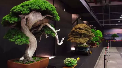 Cara Menanam Pohon Bonsai: Keindahan Alami dalam Ukuran Kecil