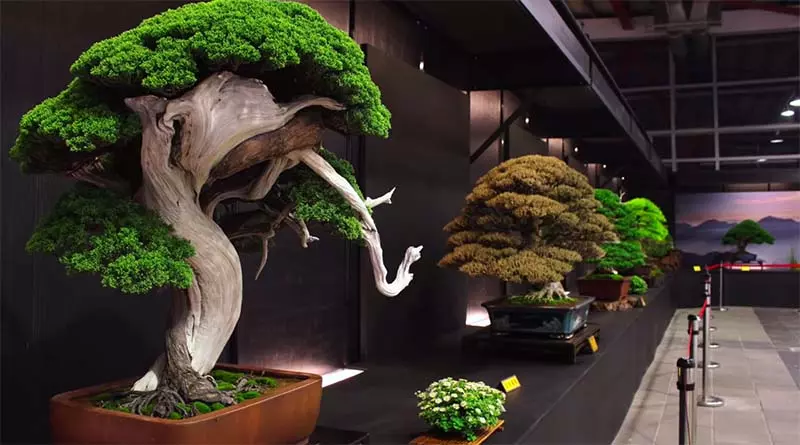Cara Menanam Pohon Bonsai: Keindahan Alami dalam Ukuran Kecil
