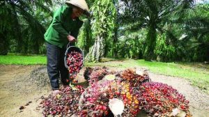 Bahan Bakar Nabati Berbasis Sawit Harapan Ketahanan Energi RI