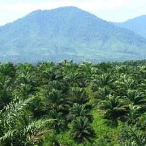 Ada Kampanye Anti Kelapa Sawit Indonesia di Swiss, Apa Jawaban Kemendag?